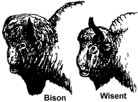 Bisonarten Wisent Bison