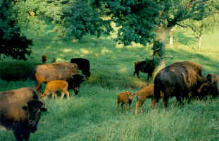 Bisonzucht- und Haltung in der Pfalz - Hanns-Josef de Graaff